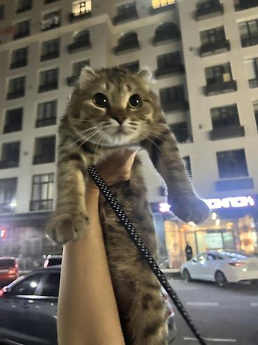 кошка вислоухая: Скотиш Фолд (Шотландская вислоухая), 7 месяцев, Девочка, Приучена к лотку, Проглистована, С документами — 3