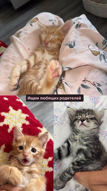 Кошка даром: Беспородная, 1 месяц, Мальчик, Приучена к лотку