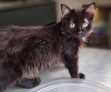 потерялся кот: Кошка даром: Сибирская, 2 месяца, Девочка, Приучена к лотку