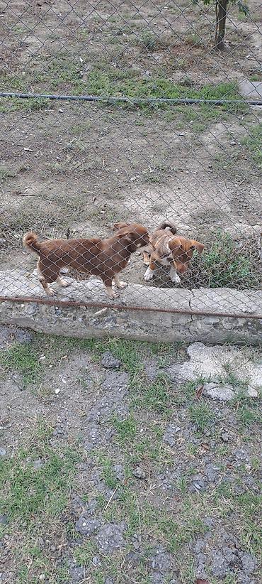 heyvan rezini: İki balaca it – qısa tüklü, qəhvəyi rəng çalarlarında - Cins: kiçik — 1