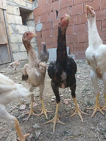 alman spitz: Toyuq cücələri, Damazlıq — 5