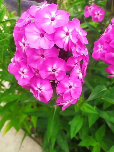 Другие садовые цветы и кустарники: Продаю уличные цветы многолетние оптом и в розницу. Дельфиниумы — 5