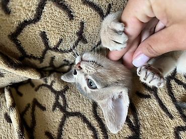 ищу котят: Абиссинские котята (окрас блю/голубой) Редкий окрас эклюзивный . С — 6