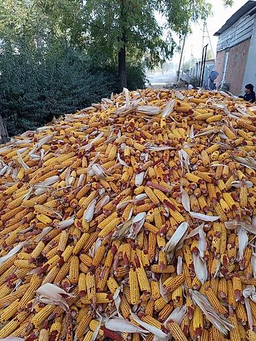 Корма для с/х животных: Продаю оптом. 
цена договорная — 2