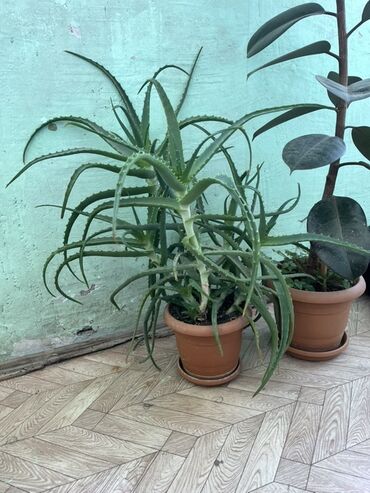 kala gülünün faydaları: Tecili ikisi 40m - İki müxtəlif dekorativ bitki: bir ədəd iri aloe