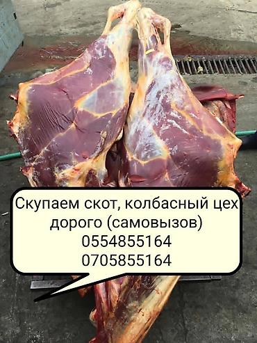 Животные: Колбасный цех, Частное лицо : Коровы, быки, Лошади, кони, | Круглосуточно, На забой, на мясо, Забитый — 10