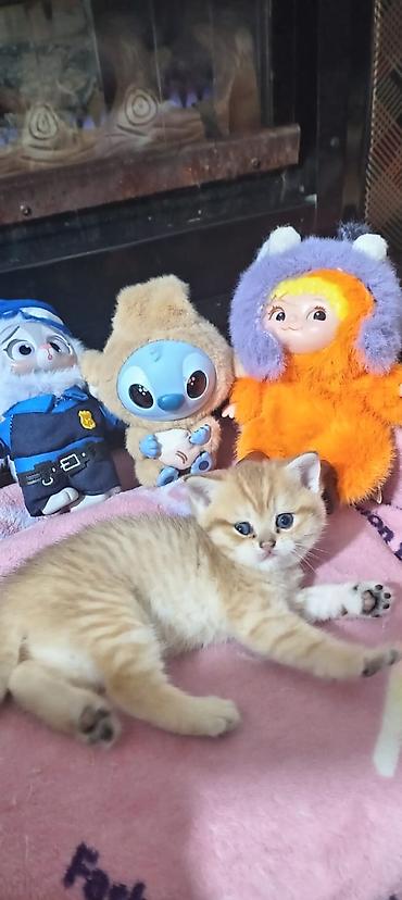 Pişiklər: Britan, Yaxşı əllərə — 21