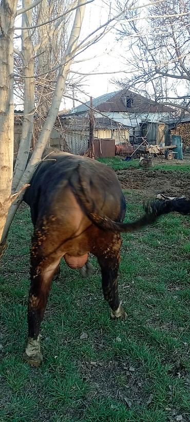 Коровы, быки: Продаю | Бык (самец) | Симментальская | На откорм | Привязанные — 8