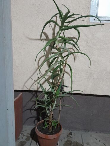 семена адениума купить: Продается или обмен на другие цветылечеьные Алоэ в горшках