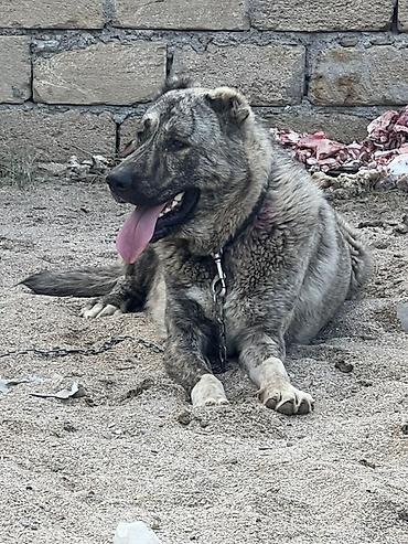 İtlər: Qurdbasar, 1 il, Erkək, Sənədli — 3