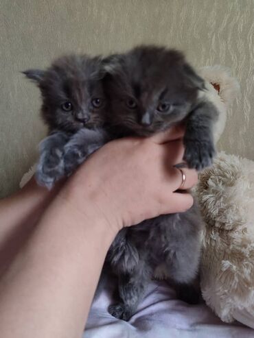 шатланская вислоухая: Продаю вислоухих британских котят, возраст - 1 месяца. К лотку