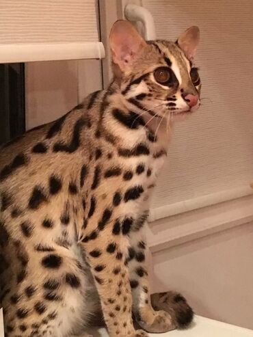 цена бенгальского кота: Продам Леопардового Кота (не путать с огромным леопардом)! Мальчик