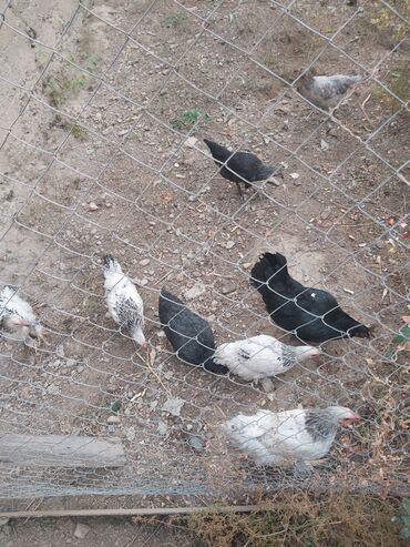 породистые козы: Продаю | Куры | Домашняя | Для разведения