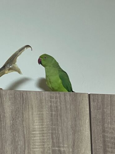 Tutuquşları: Ojerelya Arjelya Ajarelya Ojeralya Tutuquşu Yaşıl Pakıstan Tutuquşu — 6