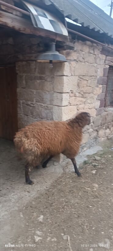 Qoyunlar, qoçlar: Erkək, il: 1, 60 kq, Damazlıq, Ünvandan götürmə — 5