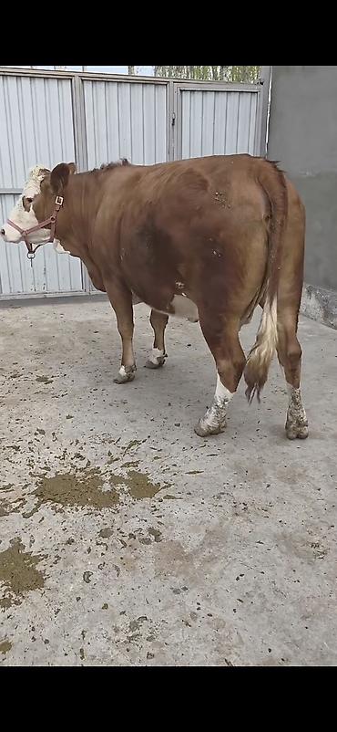 Mal-qara: Satilir 2 ci qarna 4 ayliq bogazdi təmiz qan simentaldi — 1
