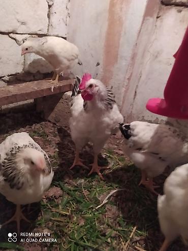 Toyuqlar: Serebrist fereler 6.50 xoruzlar 7 manatdan ünvan Hökməli 40 denedi tam — 2