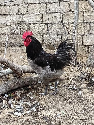 Xoruzlar: Məhsul: Safqan xoruzlar Təsvir:Təmiz qan Alman astralop cins — 14