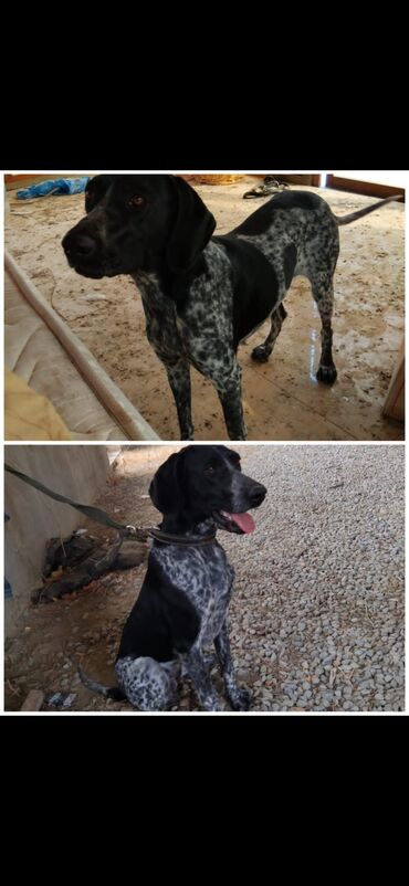 отдам щенка в добрые руки: 🌙Nure 🌟 Satılır: Ov iti 🌟 📌 Yaşı: 1 yaş 📌 Cinsi: Dişi 📌 Xarakter