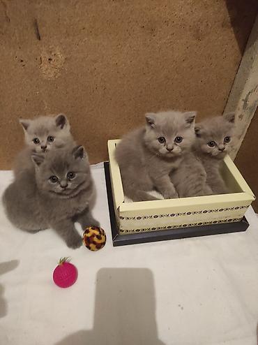 Pişiklər: Britan, Ödənişli çatdırılma — 8