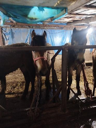 Лошади, кони: Продаю | Жеребенок | Рабочий — 4