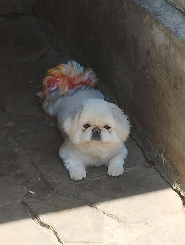İtlər: Pudel, 6 ay, Dişi -da lalafo.az — 9 İtlər: Pudel, 6 ay, Dişi — 9