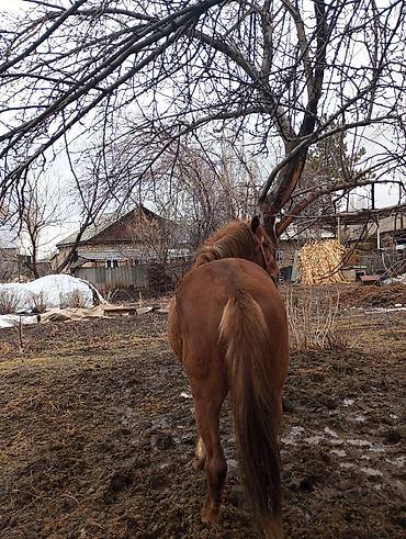 Лошади, кони: Продаю | Конь (самец) | Рабочий — 8