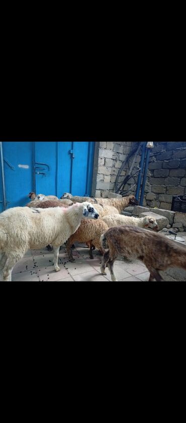 Ягнята: Ягненок, Самка, Qala, месяцев: 5, 1 кг, Для разведения, Самовывоз