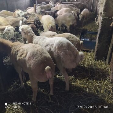 Quzu: Əmlik quzular diri çəki 10 manat. Böyük quzular 9 manatdan — 5