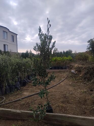 Ağaclar: Məhsul: Zeytun ağacları (meyvəli) Təsvir: - Şəkillərdə göstərilən -da lalafo.az — 6 Ağaclar: Məhsul: Zeytun ağacları (meyvəli) Təsvir: - Şəkillərdə göstərilən — 6