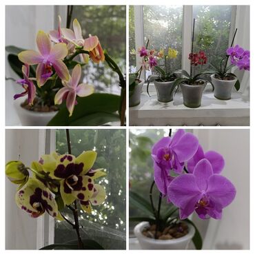 Другие комнатные растения: Орхидеи голландия адаптированы 2-3 цветение