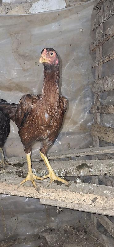 Toyuqlar: Toyuq, Damazlıq — 5