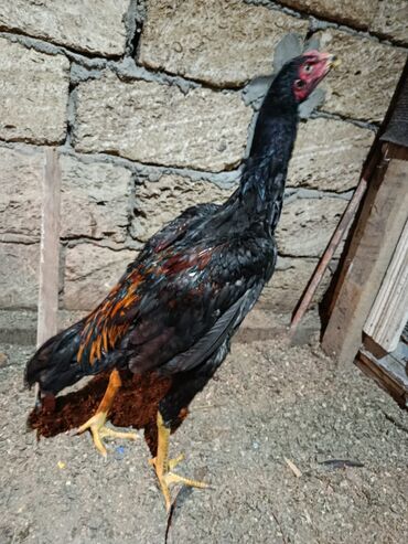 Xoruzlar: 7 ayliq becediler biri 70 azen super qani var — 9