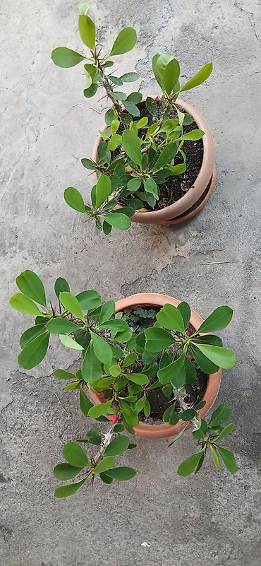 gul toxum satışı: Bitkilər: Euphorbia milii (Tikanlı tac, “Crown of Thorns”) – hazir — 5