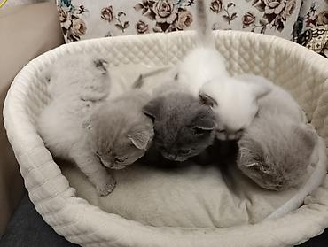 Pişiklər: Şotland, Ödənişli çatdırılma — 9