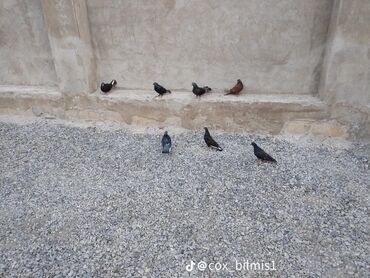 приют для животных в баку адрес: Digər quşlar