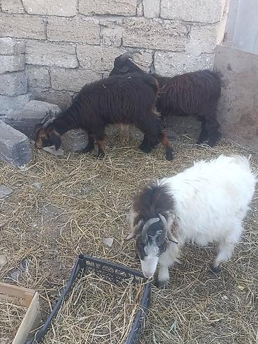 Salam 3 çəpiş. Bir dişi iki Erkey komda satılır