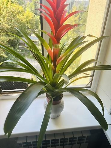 Комнатные растения: Гузмания (Guzmania) в горшке - Яркое бромелиевое растение с эффектным — 1