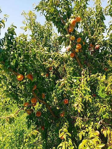 meyve terevez dukani: Şaftalı – bağdan təzə, çeşidlənmiş və qutulanmış - Məhsul: aromatik — 1