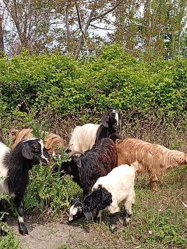 Keçilər, çəpişlər: Salam keçilər kom satılır.Cəmi 8 başdır. 1 ədəd hələbdən dönmə 1 — 1