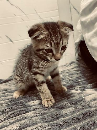 шотландские котики: Котёнок с вислоухими ушками, тигровый табби окраса. Компактный, с — 1