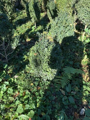 Şitillər: Şimşir tingləri satıram. Onlar dekorativ haşiyələr, hedcinqlər və — 7