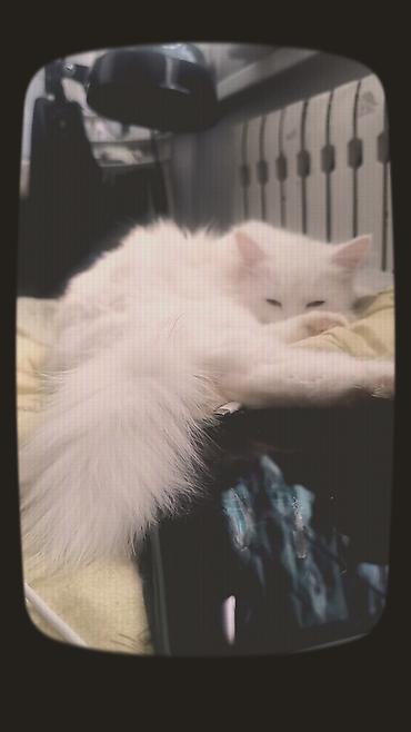 Продажа кошек: Белоснежная пушистая кошка с длинной шелковистой шерстью и густым — 11