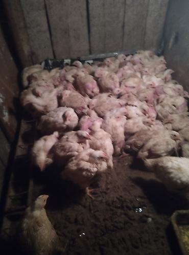 Продам с/х животных: Продаю | Цыплята | Бройлерная | На забой — 2