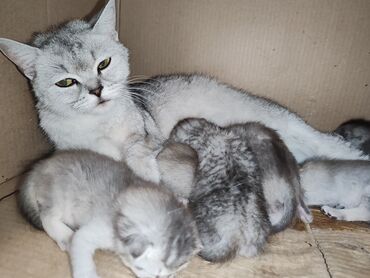 pişik qiymətləri: Şinşilla, Dişi, Yaxşı əllərə, Ünvandan götürmə