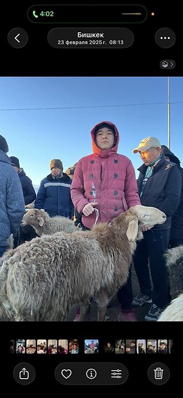 вакансии для студентов: Требуется Скотник, Оплата: Ежемесячно — 1