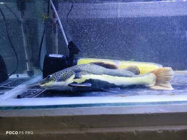 срочно продаю в связи с переездом: Отдам краснохвостого сома, примерно 30-35см, активный, апетит хороший