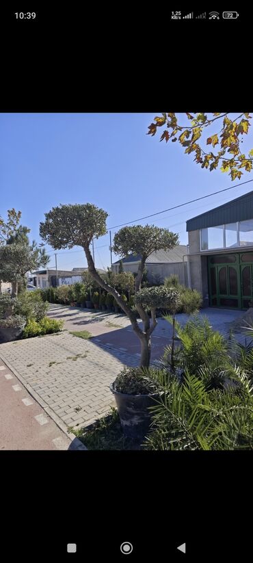 1 kub taxta nece kvadratdir: Bonzay ZeytunZeytun ağacı – dekorativ formaya verilmiş, qara plastik