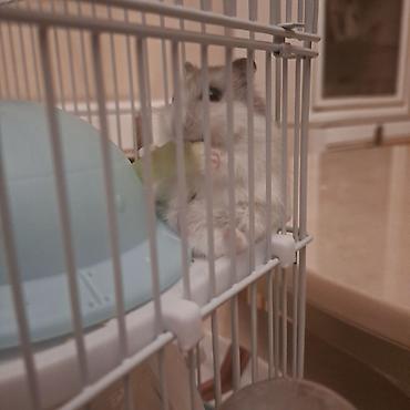Qəfəslər: Cırtdan hamsterlər və tam dəst qəfəs satilir Sevimli və mehriban — 1