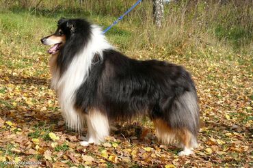 Продажа собак: Колли, 5 месяцев, Самец — 2